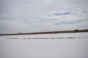 Awaiting Lake Tyrrell management plan