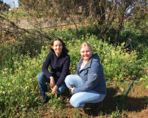 Field trials for electric weed killer