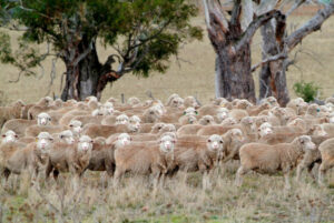 Sheep sitting secure