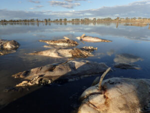 ‘I told you so’: Third Reedy Lake’s dead fish no surprise