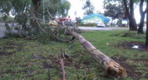 Wild and windy: Chaos across region as savage storm hits