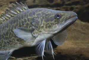 Curious cod’s repeat visits