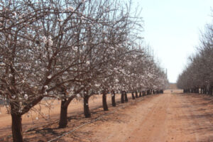 Festival continues to bloom