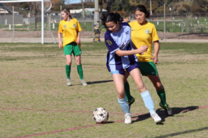 Swans continue to fly