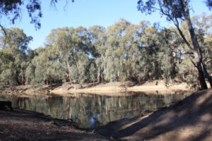 Draft plan for more water in Nyah forest