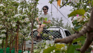 Pollen home delivery sweet for honey bees