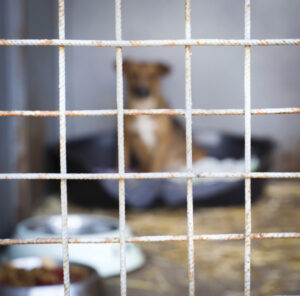 Call for dog-catcher in Balranald