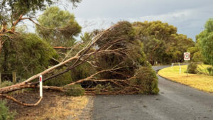 Strong winds cause chaos