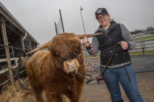 Beefed-up cattle show a winner