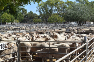 Grass seed issue raises big questions for lamb market
