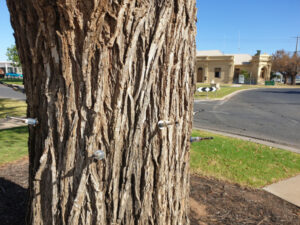 Injecting life into trees