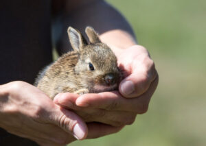 Release of rabbit virus