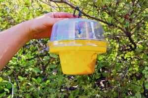 Fruit fly fight continues