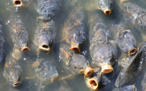 Carp control part of fresh approach