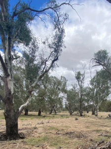 Mallee receives share of $4.7m to support farmers