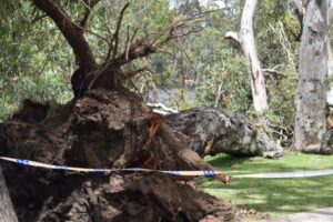 Riverside tree uprooted