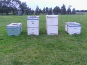 Apiarists stung by beehive thefts