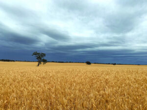 Right and wrong rain