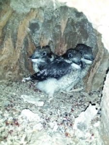 Merry, merry king of the bush