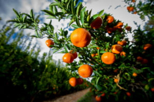 Inspectors target pay issues on farms