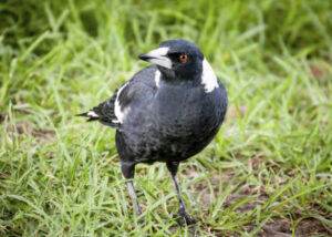 Magpies on the swoop