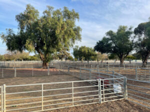 Wyche saleyards ‘ramp up’ their renovations