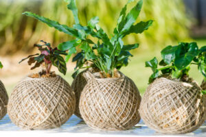 Seed library lends a hand