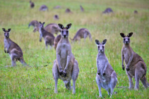 Drivers warned to be aware of kangaroos on the hop