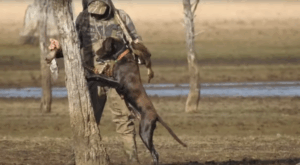Activists reveal footage of “prolonged cruelty” to wounded ducks during Victoria’s duck season