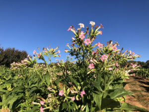 Police disrupt illegal tobacco empires