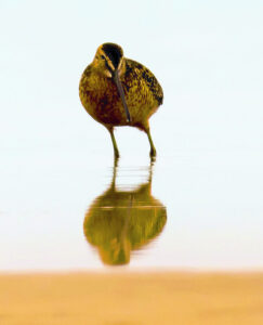 Swan Hill region a twitchers’ Mecca