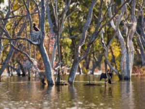 Waterways given a drink as environmental water is delivered over the next year