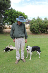 Secrets of sheepdog trial success