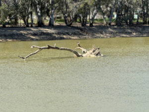 Wood snag to be monitored