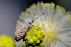 Pollinator photo call goes out