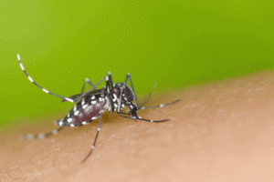 The bite that lingers for Swan Hill resident