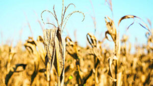 Hopes for rain after hot spell