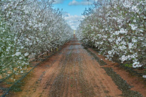 All set for Almond Blossom Festival