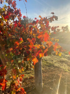 Wine harvest completed with good yields