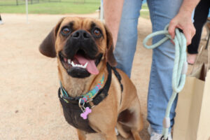 Who let the dogs out?