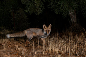 Bounty targets pests