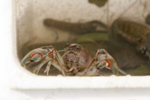 Yabbies in firing line