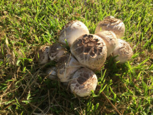 Fungi find at Murray Downs
