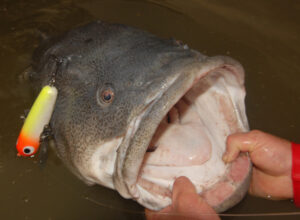 Summer provides angling options