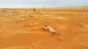 Planning helps drought adaptation, says report