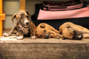 Vet warns of danger to dogs from virus