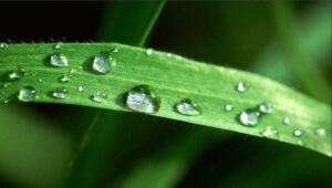 Farmers’ rain supreme