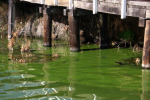 Blue-green algae still a risk