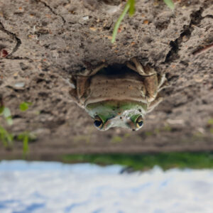 One up, one down on the greens