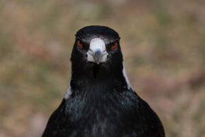 Crack! Slap! My first magpie attack